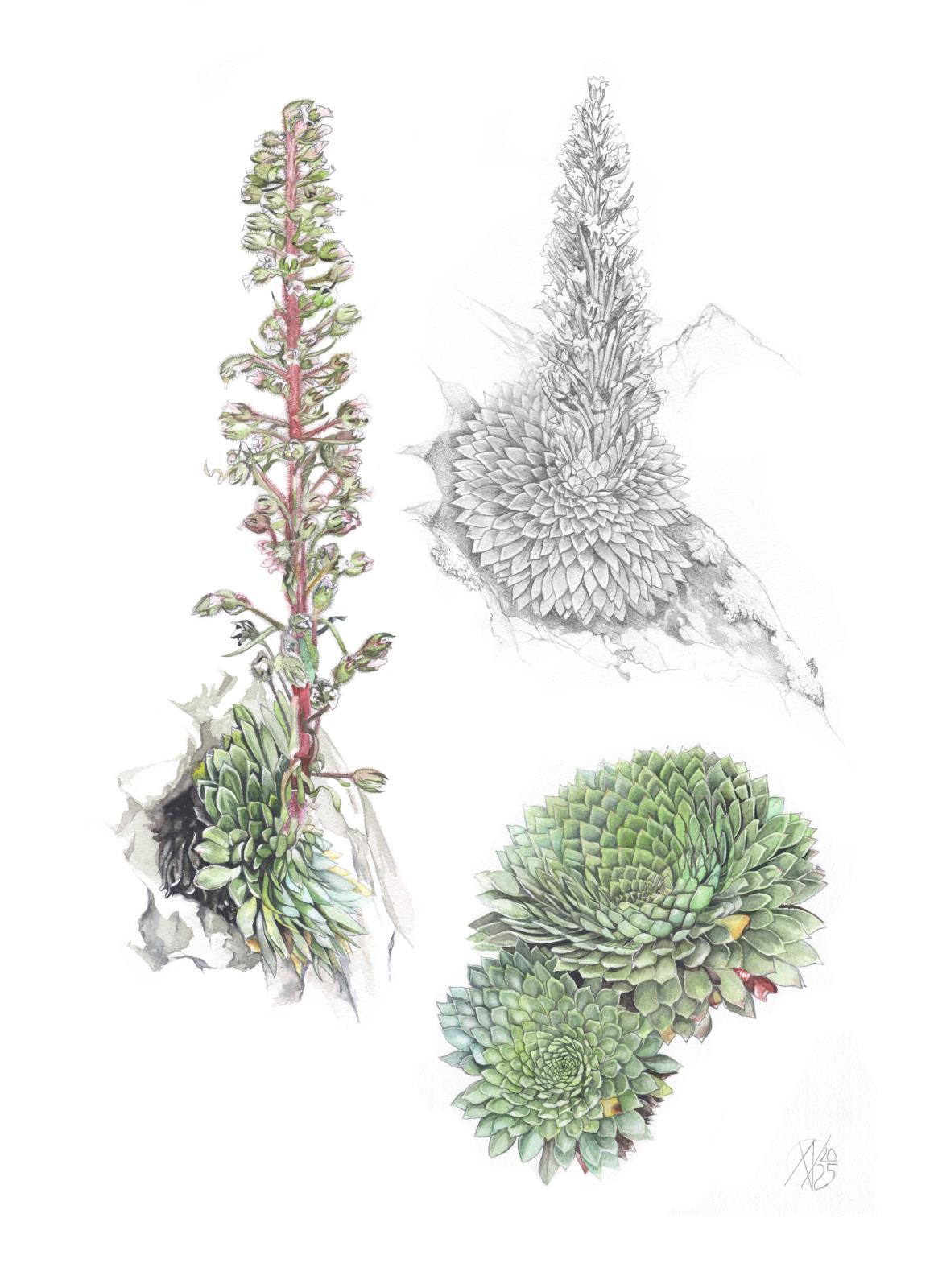 571 - Saxifraga florulenta '25Wp2